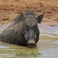 Sus scrofa Linnaeus, 1758